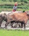 खेत मालिक चाहें तो पट्टेदार को भी मिलेगा फसल बीमा खेत मालिक चाहें तो पट्टेदार को भी मिलेगा फसल बीमा20
