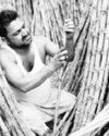 उप्र सरकार ने गन्ने का एसएपी बढ़ाया16