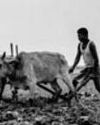महाराष्ट्र के किसानों ने बदली बोआई की चाल महाराष्ट्र के किसानों ने बदली बोआई की चाल15