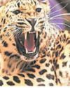 Leopard kills 7-year-old boy