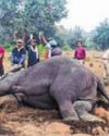 Four elephants found dead in Bandhavgarh