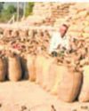 Paddy procurement in C'garh to begin today