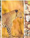 Father-son arrested for poisoning leopard