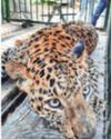 Leopard caught in Junnar