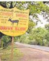 Ratapani's new tiger reserve status to attract tourists