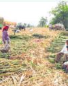 Co-op sugar mills under scanner