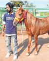 12 horses used in illegal race on EEH sent to rehabilitation