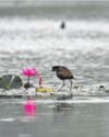 GAVIER LAKE A SANCTUARY FOR WINTERING