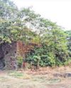 16th century heritage Thane church vanishes from DP