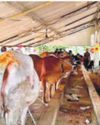 Community goshalas for abandoned cattle On the anvil