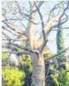 'Protect 400-year-old heritage tree at Aarey'