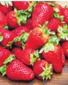 Temperature drop disrupts strawberry cultivation