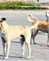 Stray dogs attack kid; residents accuse PMC