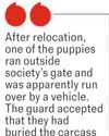 BKC luxe project guards booked for dog cruelty