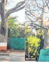 400-yr-old Baobab saved, thanks to citizens