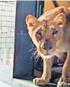 Asiatic lion pair brought to Van Vihar from Gujarat