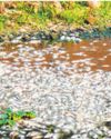 Dead fish in Mula-Mutha raises pollution concerns