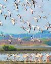 Flamingos back in Panje wetland, greens elated