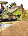 Paddy Procurement Hits a High of 77,440 MT Mark