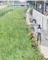 Amidst sewage, flowers bloom in K-100!