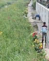 Amidst sewage, stalled STPs, flowers bloom in K-100 canal