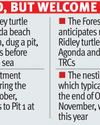 New turtle nesting season begins with first batch of 65 Olive Ridley eggs at Agonda beach