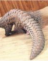 Police arrest Satara man with pangolin