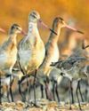 Coastal, Waders Bird Census Begins