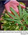 Cannabis plant discovered along footpath in St Inez