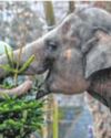 Christmas feast for elephants