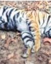 Another Semi Adult Tigress Found Dead in Bandhavgarh