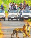 ED raids safari providing co., promoters at Tadoba Andhari