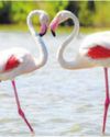 Suryachiwadi Lake blooms with migratory birds