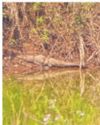 Crocodile strays into pond, rescue op on