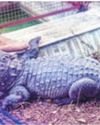 2 More Crocodiles Rescued From Ex-MLA's Bungalow