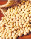 Farmers Face Problems Selling Soybean Crops