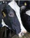 Man Arrested for Severing Udders of Three Cows