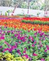 Flower Show at Empress Garden