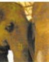 ISKCON Mayapur elephants to receive lifelong care at Vantara