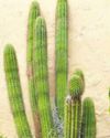 Monocot or Dicot? Monocot or Dicot?122