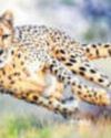 Cheetah tourism slow to take off at Kuno Park