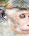 Monkey business plunges Lanka into darkness