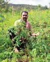 പൊന്നുവിലയുണ്ടായിട്ടും വിപണിയിലെത്തിക്കാനാവാതെ കർഷകൻ