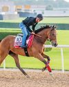 Al Nayyir finding his feet ahead of Dubai Gold Cup challenge58