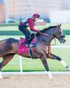 Tuz, Mixto carry Dubai World Cup night hopes for Calumet Farm56