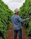 Brazilian coffee farms are turning to costly irrigation26