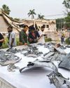 Pak forces given greenlight to respond to Indian strikes Pak forces given greenlight to respond to Indian strikes