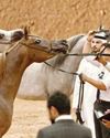 171 horses to compete at EAHGC in Morocco 171 horses to compete at EAHGC in Morocco