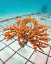 EAD plants over 4 million coral fragments EAD plants over 4 million coral fragments