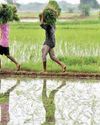 India raises purchase price of rice by 3%37